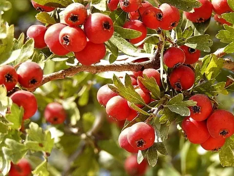 Sinai hawthorn