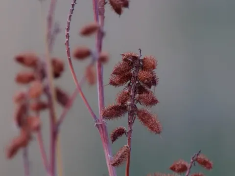 Licorice