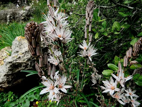 Asphodeline brevicaulis