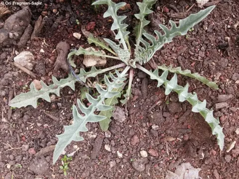 Centaurea onopordifolia
