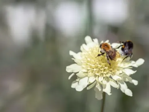 Cephalaria setosa