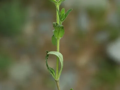 Cerastium inflatum
