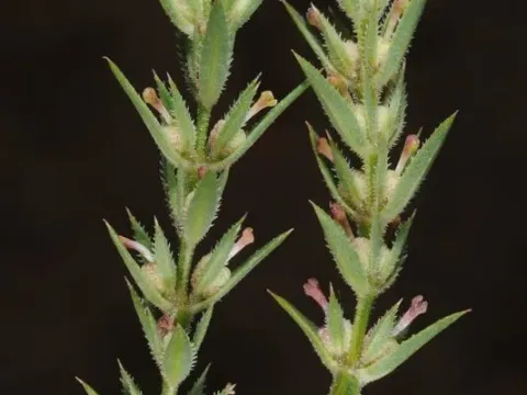 Sinai bedstraw