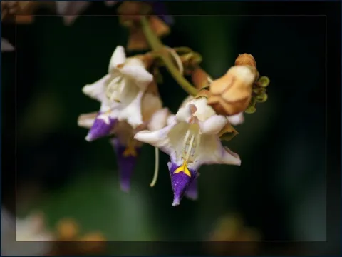 Gmelina