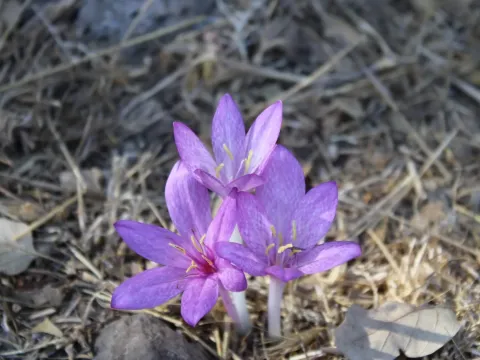 Feinbrun's Colchicum