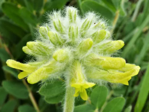 Astragalus lanatus
