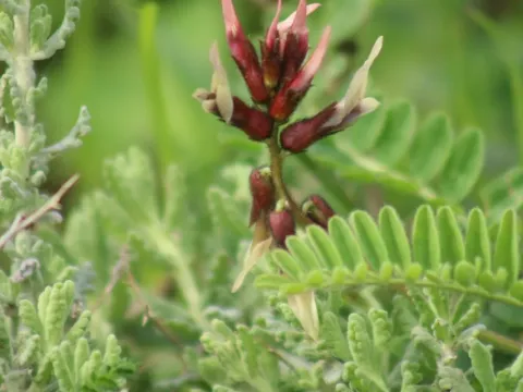 Palestinian milkvetch