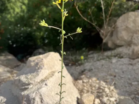 Smyrna wallflower