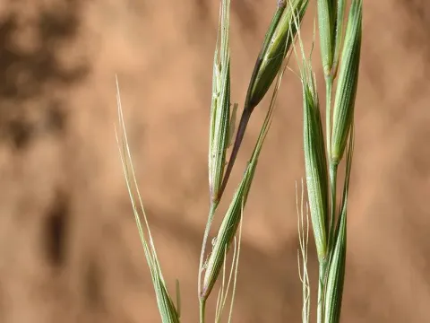 Palermo wheatgrass