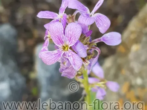 Purple wallflower