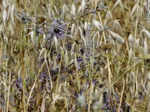 Eryngium billardierei