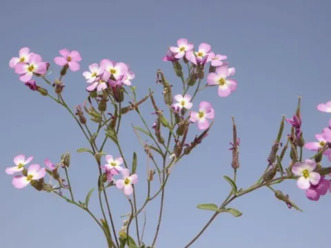 Ейгія