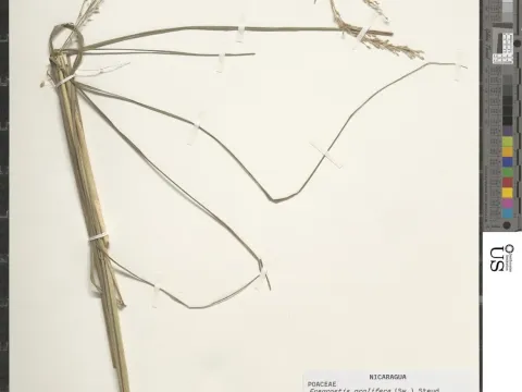 Eragrostis prolifera