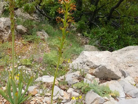 Eremurus spectabilis