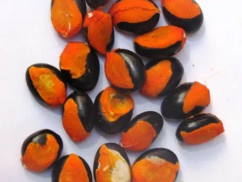 Afzelia rhomboidea