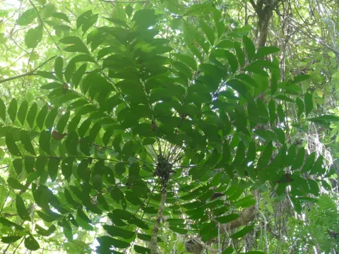 Айлант цельнолистный