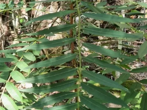 Ailanthus triphysa