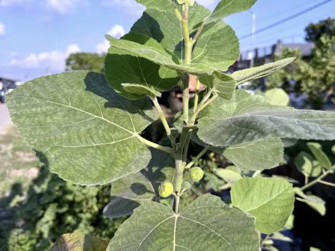 Ficus palmata