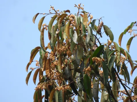 Payena