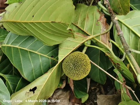 Neolamarckia