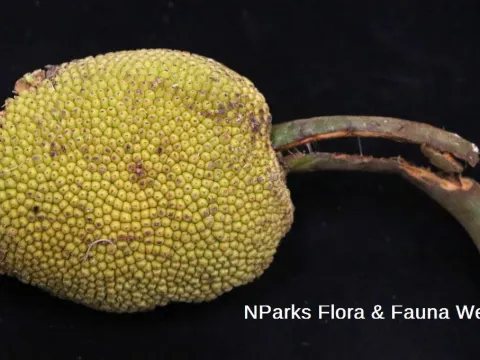 Artocarpus glaucus