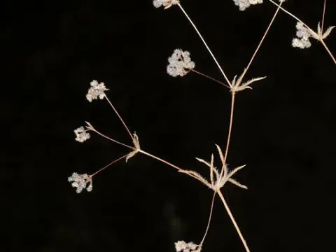 Galium philistaeum