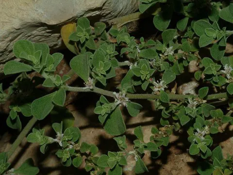 Lebanese bedstraw