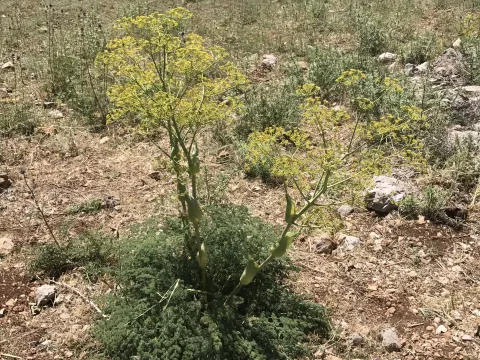 Ferula hermonis