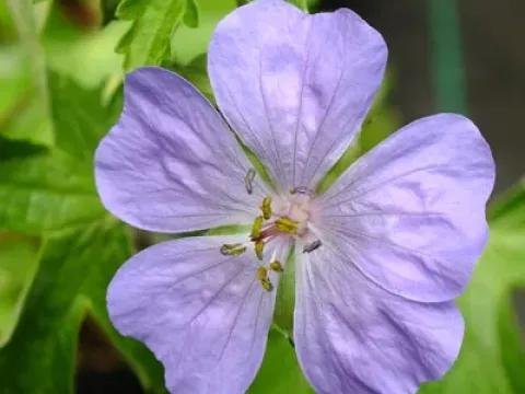 Lebanon geranium