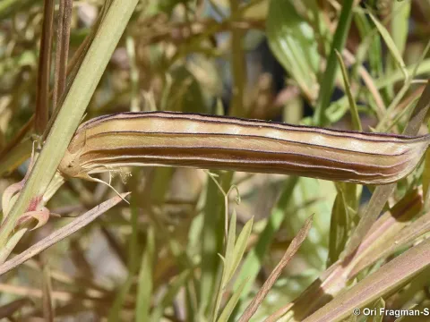 Lathyrus gloeospermus