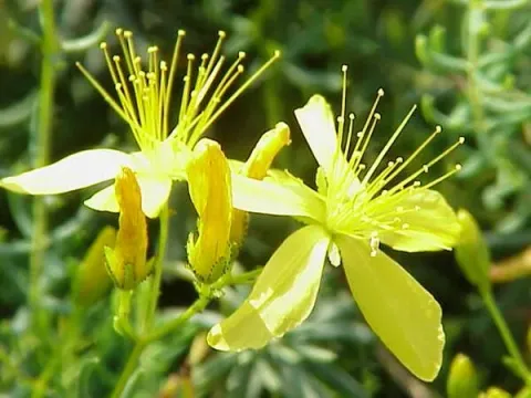 Dwarf St. John's wort