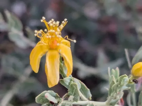 Woolly St. John's wort