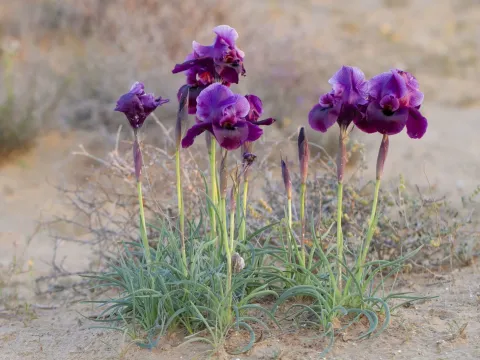 Iris mariae