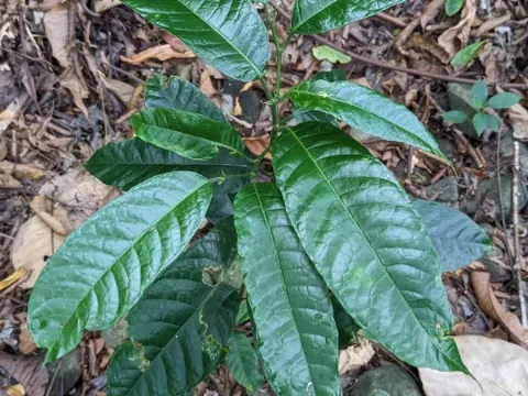 Artocarpus nitidus