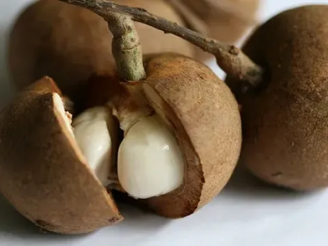 Baccaurea macrocarpa