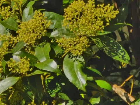 Cryptocarya glaucescens