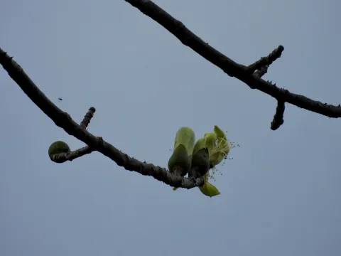 Bombax anceps