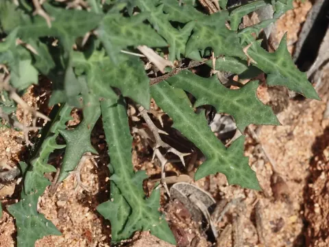 Launaea cervicornis
