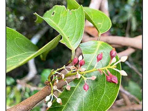 Blumeodendron