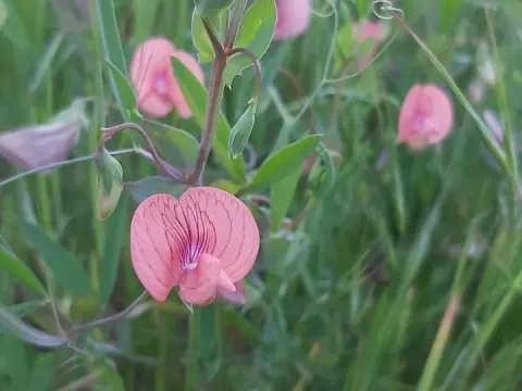 Marbled vetch