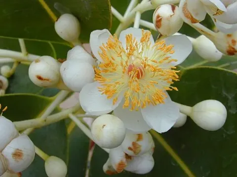 Calophyllum griseum