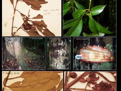 Calophyllum macrocarpum