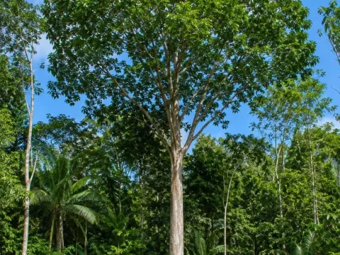 Calophyllum peekelii
