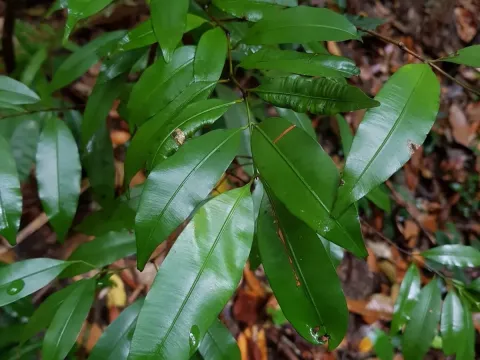 Calophyllum pulcherrimum