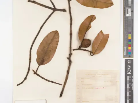 Calophyllum rufigemmatum