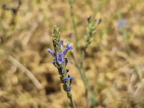 Lavandula pubescens