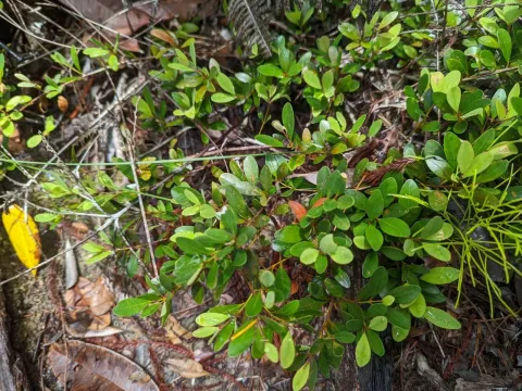 Calophyllum teysmannii