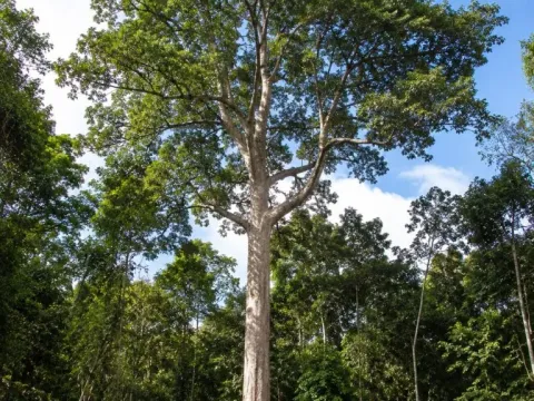 Calophyllum wallichianum