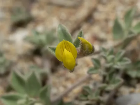 Saltmarsh bird's-foot trefoil