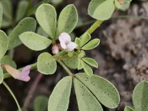 Lotus glinoides